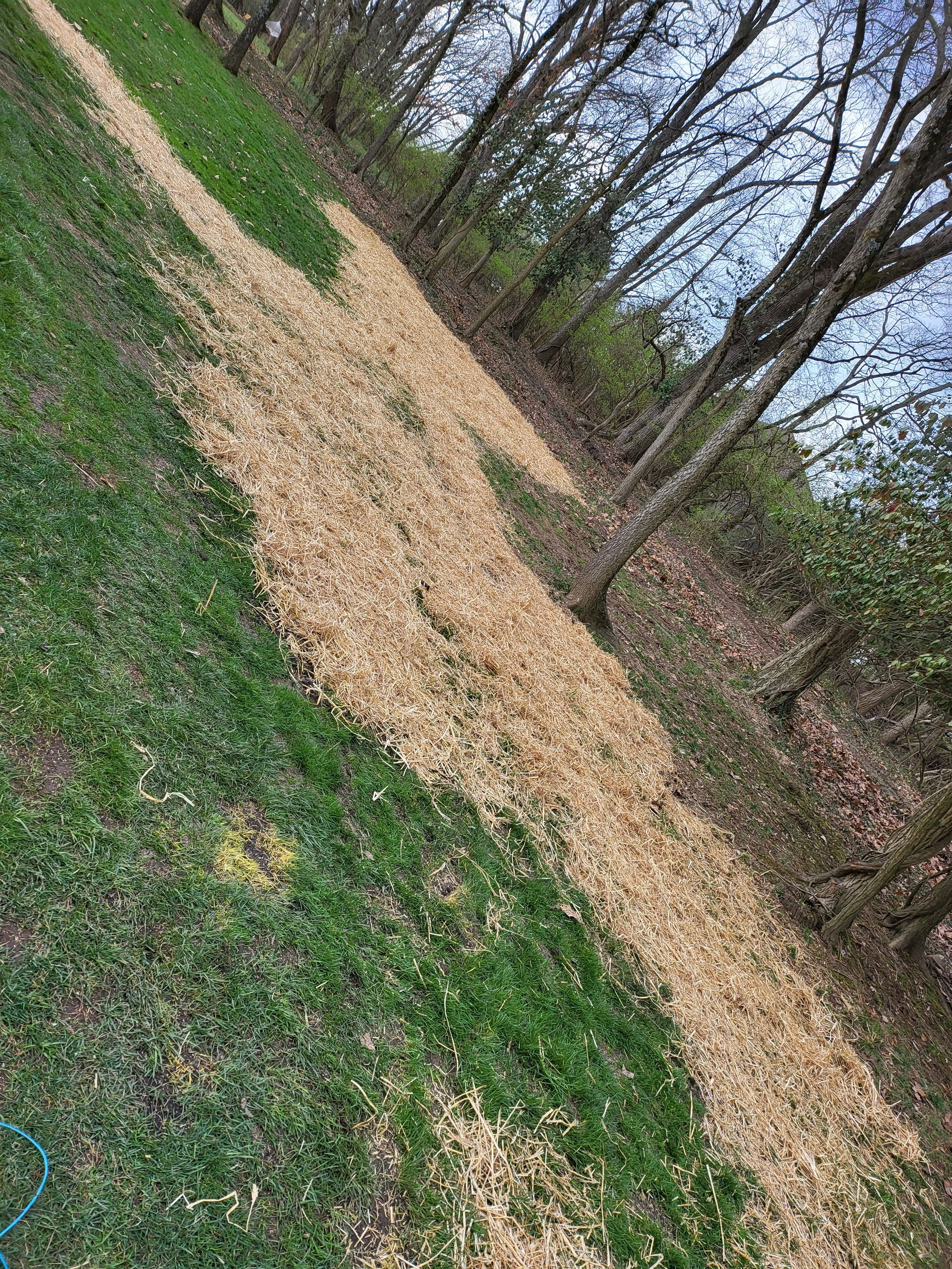 A strip of light-colored wood mulch layered on green grass along the edge of a wooded area.