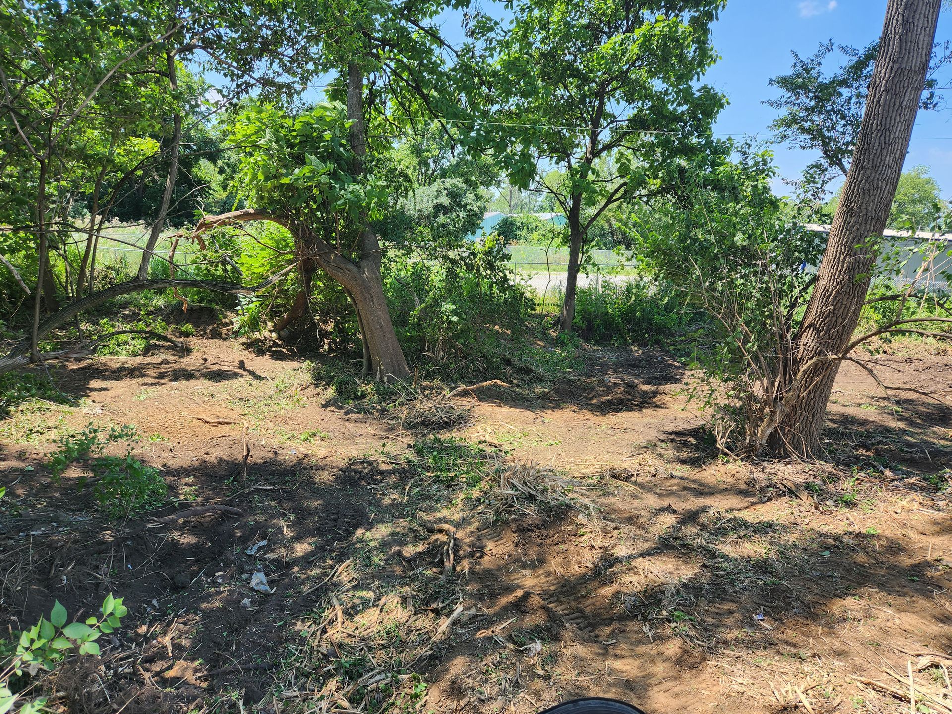 A wooded area with cleared brush and brown, dirt ground under a clear blue sky.