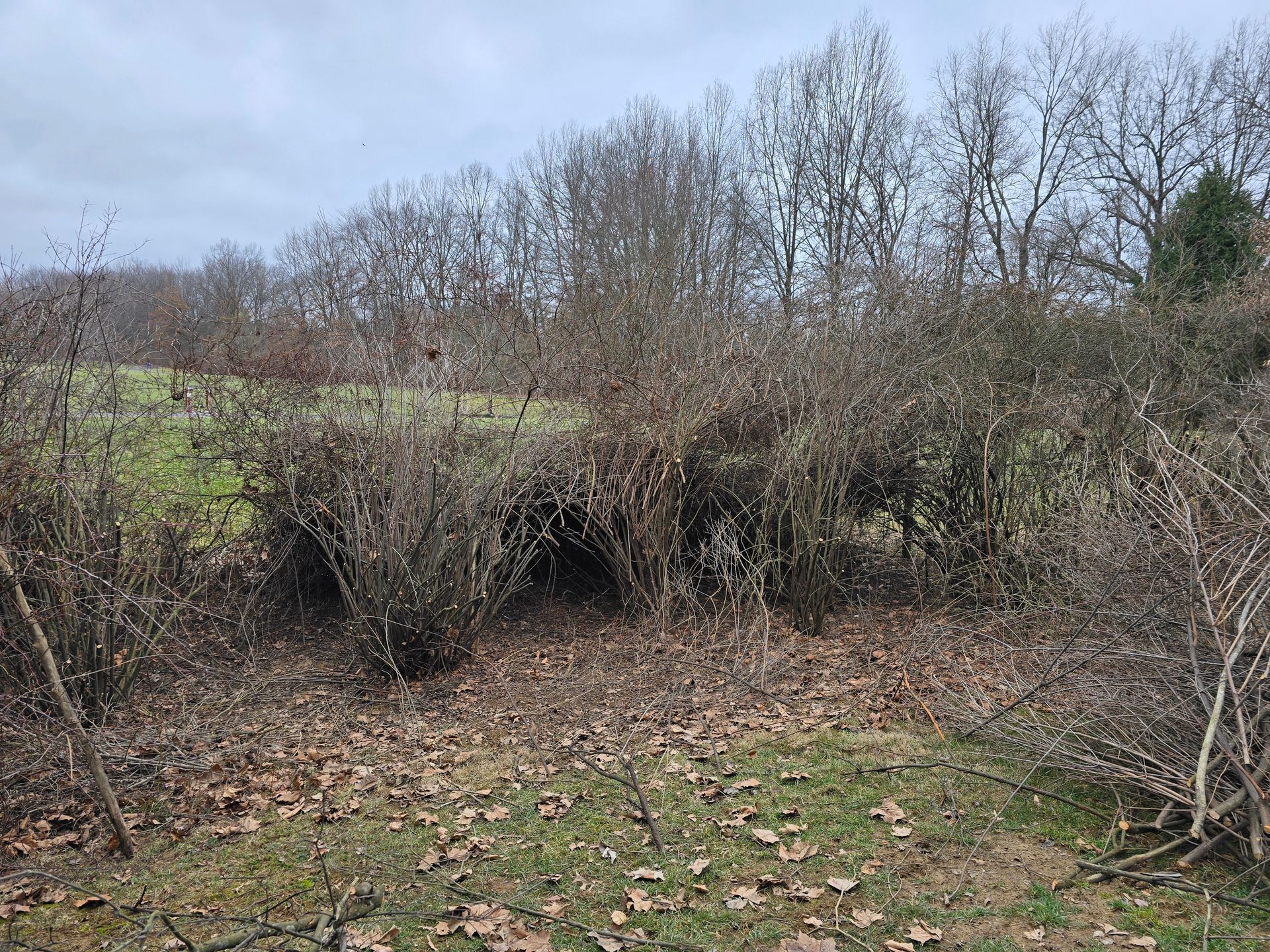 A dormant, overgrown hedgerow separates a grassy field from a backdrop of bare trees under an overcast sky.