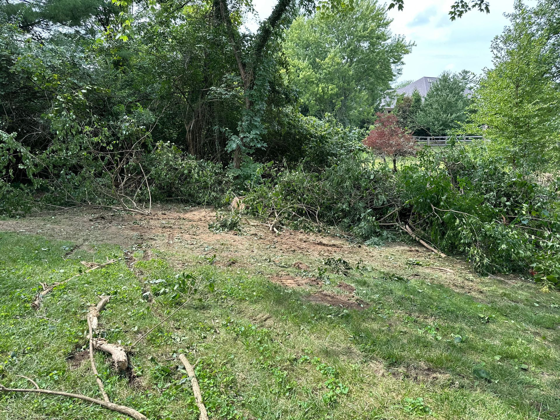 A patch of recently cleared brush and debris on a grassy lawn near dense trees and foliage.