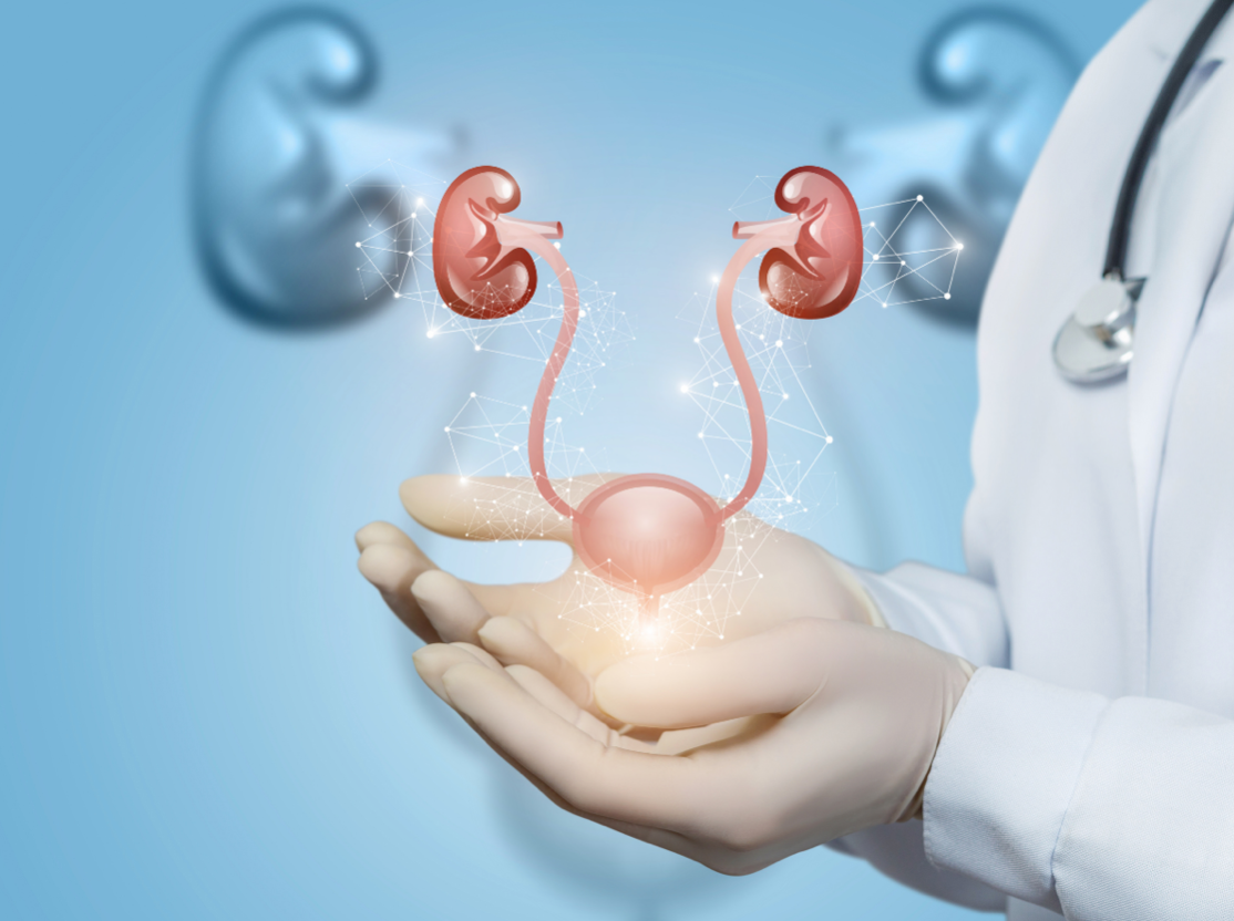 Doctor holding a glowing kidney illustration above an outstretched hand