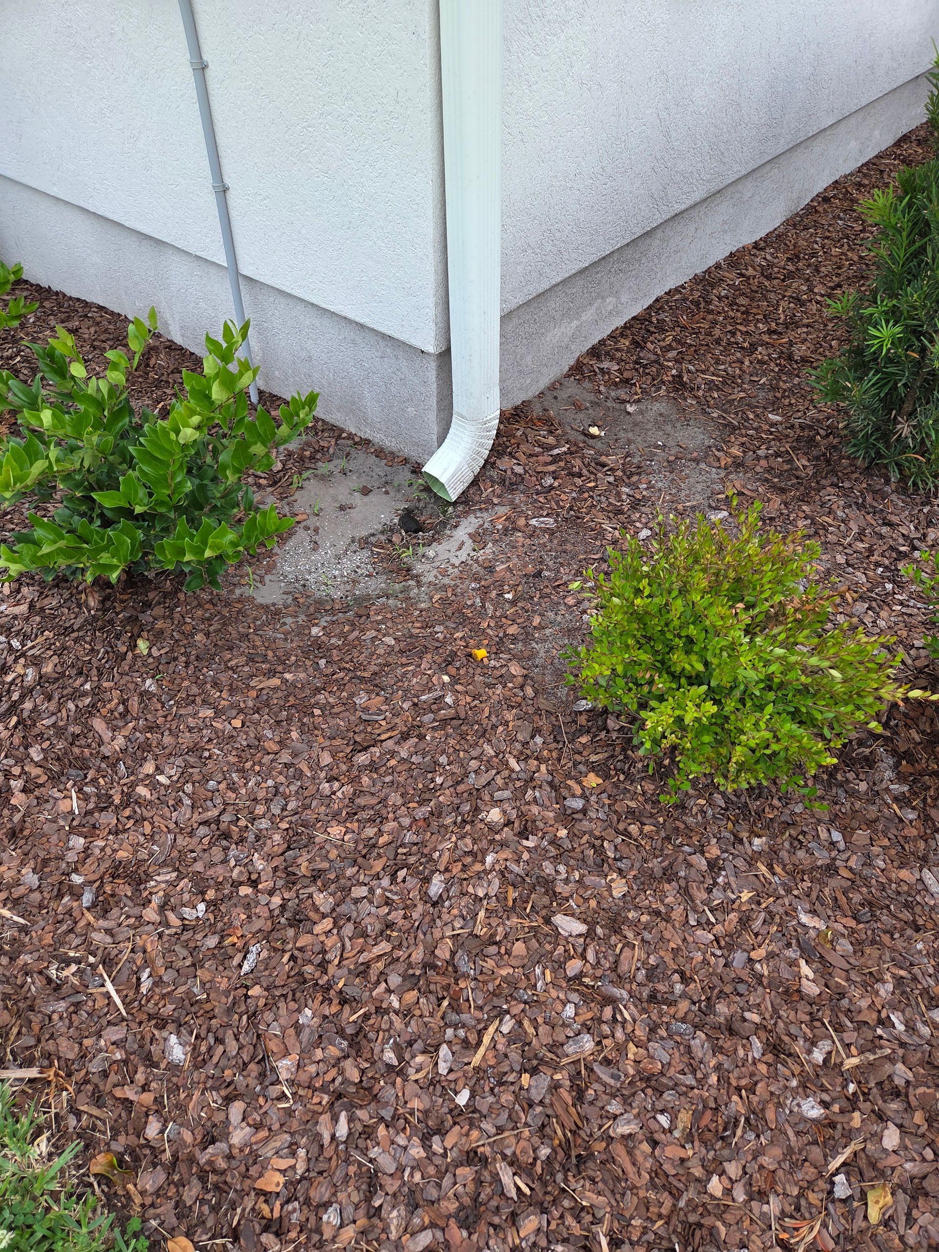 White gutter draining water onto mulch, near two green bushes, by a building's corner.