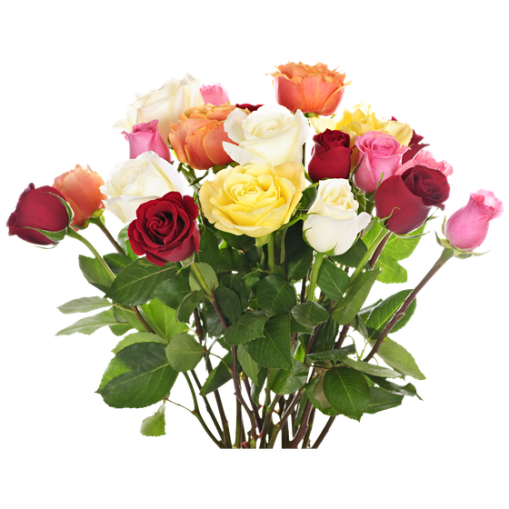 A bunch of different colored roses on a white background