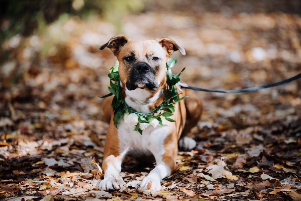 A dog is wearing a wreath of leaves around its neck.