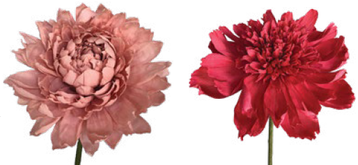 A pink flower and a red flower on a white background