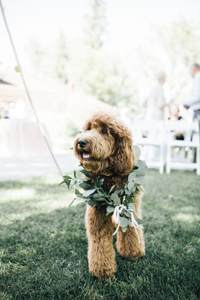 A brown poodle wearing a wreath of leaves is walking down the aisle at a wedding.