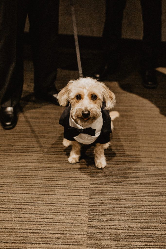 A small dog is wearing a tuxedo and bow tie.