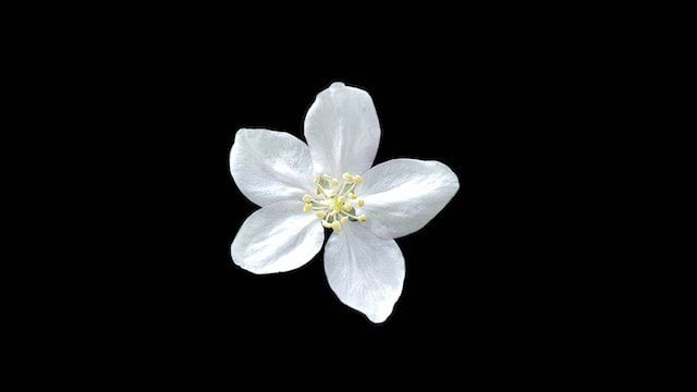 cremation services in Belle Meade, TN