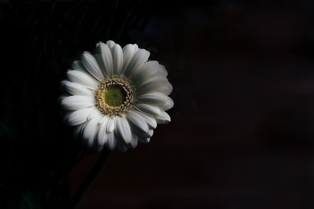 funeral homes in Belle Meade, TN