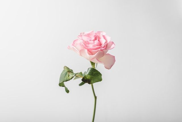 cremation services in Bellevue, TN