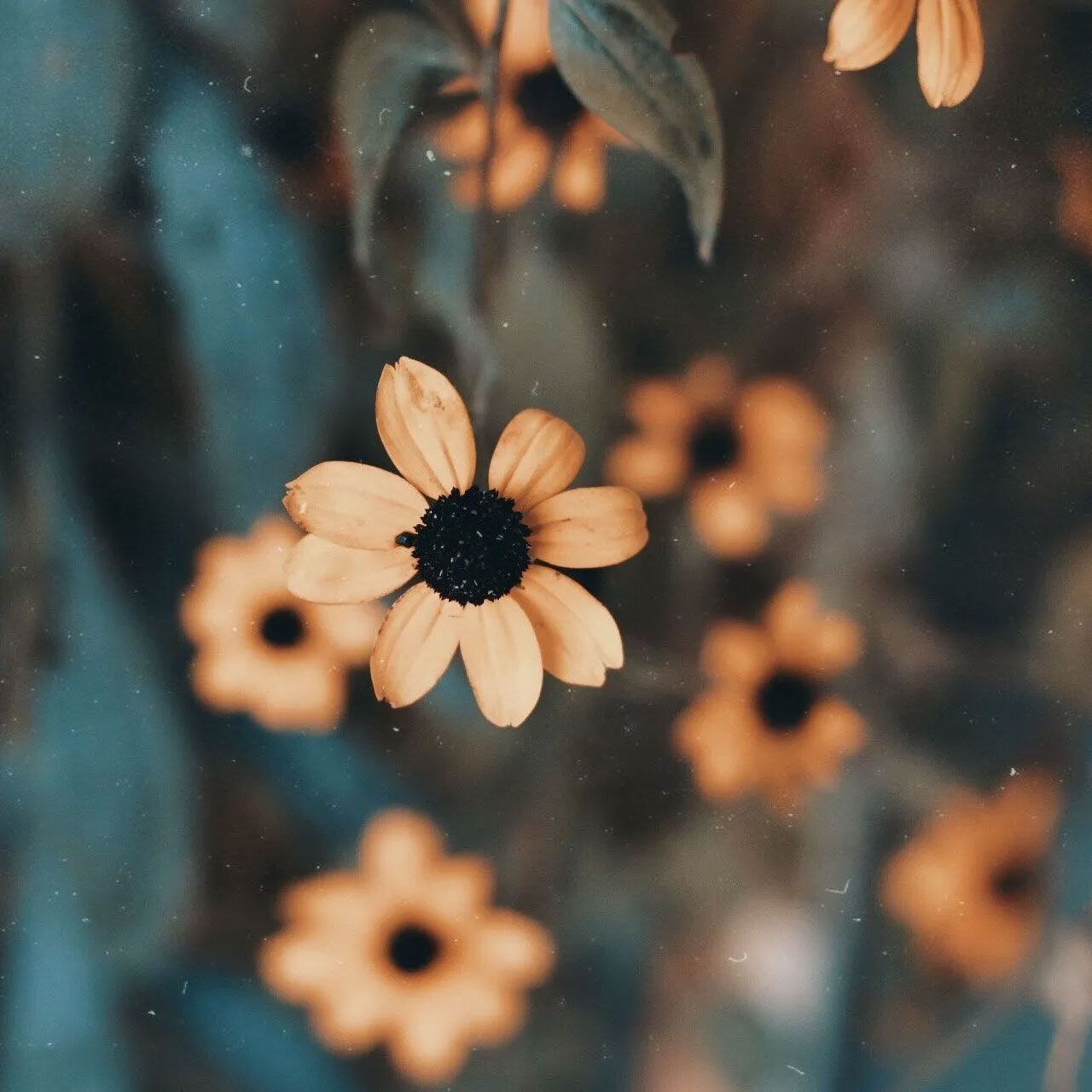 Flowers on a Wall 01