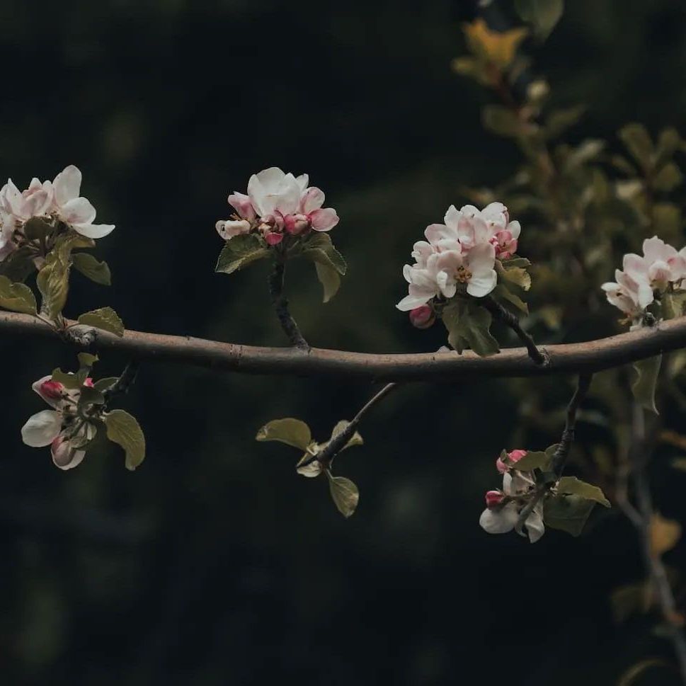 Flowers on a Wall 02