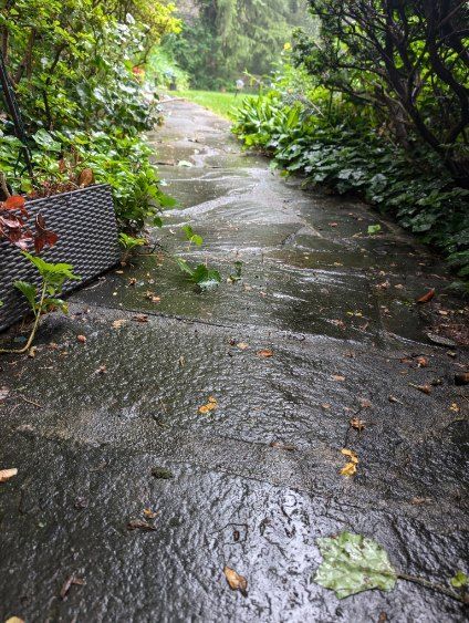 Wet garden path lined with lush greenery after rain