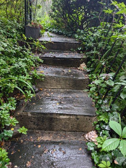 Wet stone steps leading up through dense green forest foliage