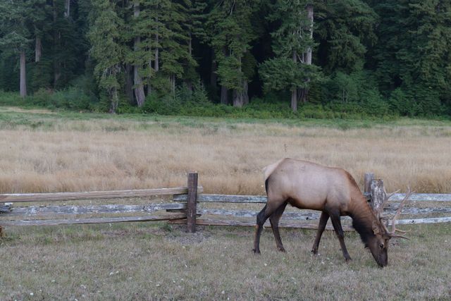 Elk grazing in a grassy field near a wooden fence with forest in the background