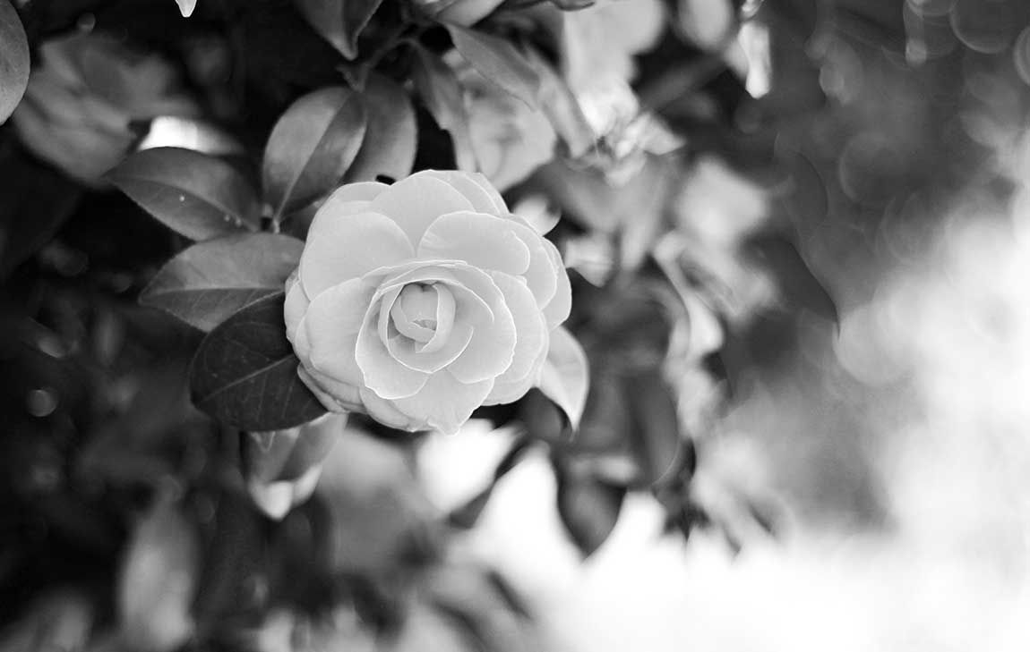 Creating a Peaceful Place to Remember Your Loved One