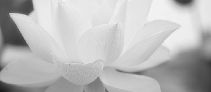 Close-up black and white photo of a white lotus flower