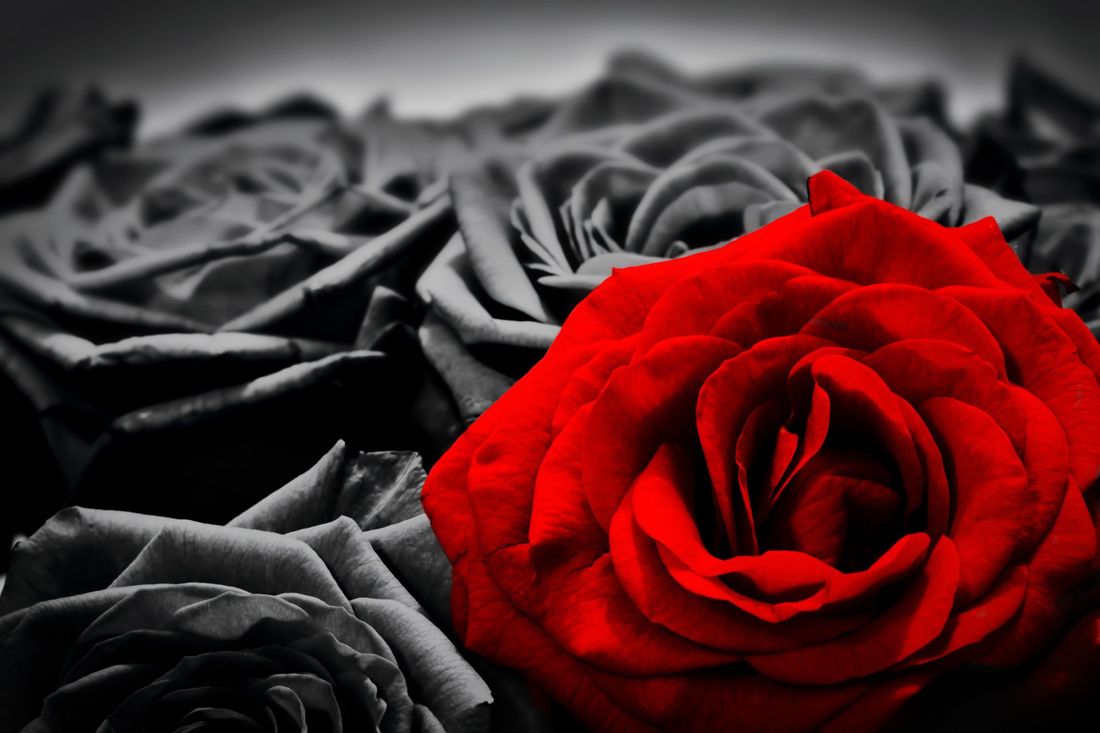corona di rose bianche