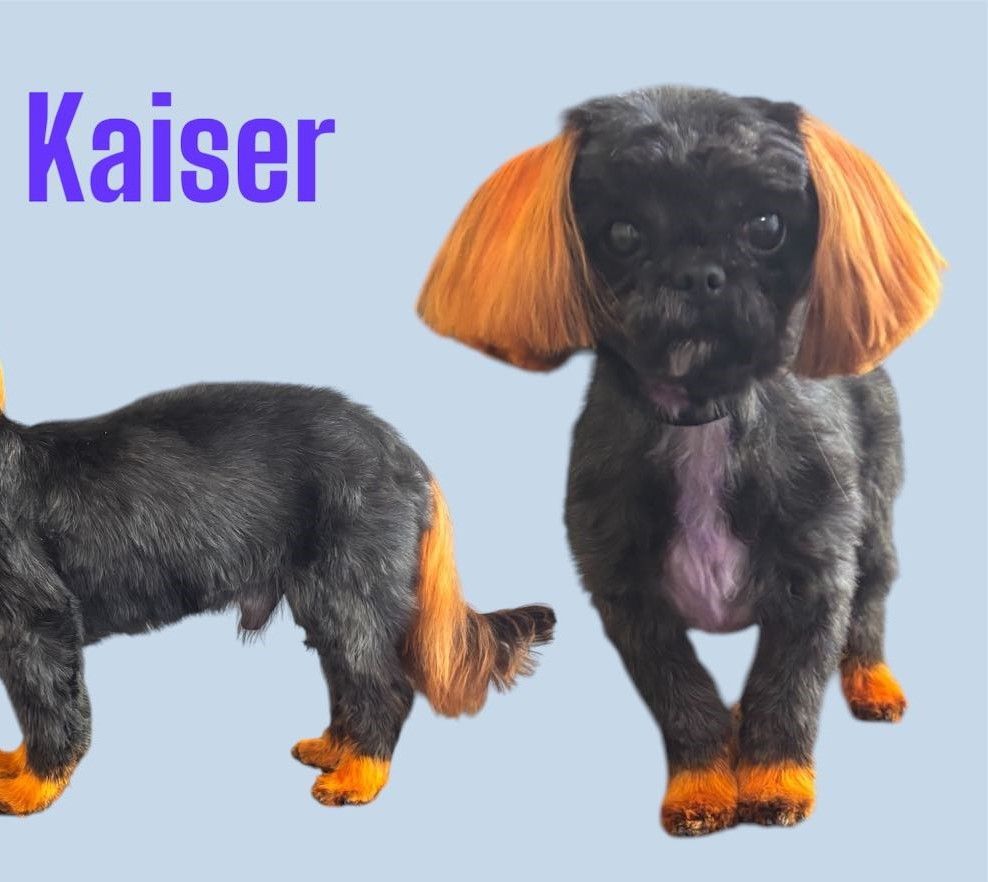 A black dog with orange ears is named kaiser