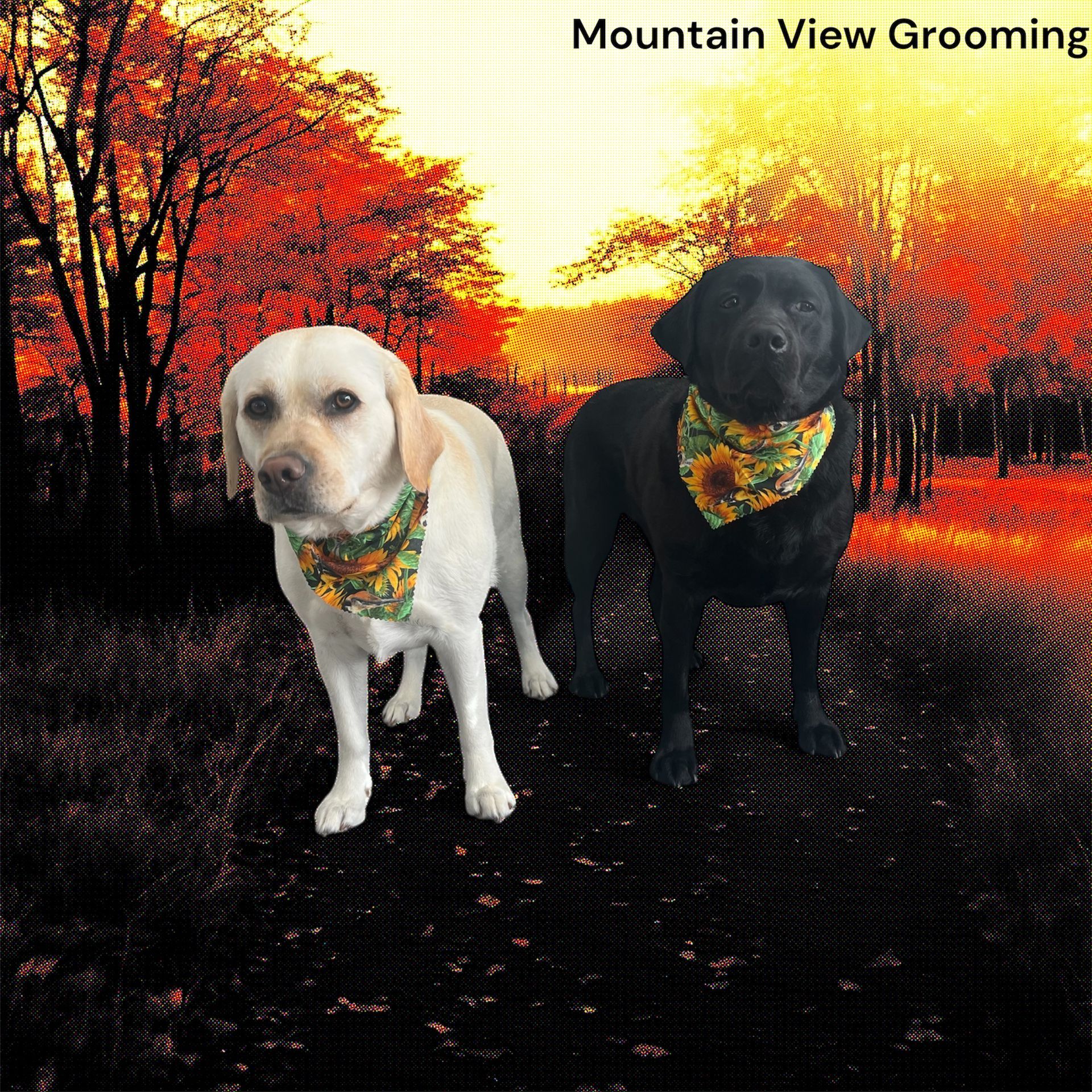 Two Labrador retrievers wearing sunflower bandanas stand in a forest during a bright autumn sunset.