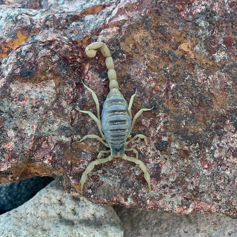 A close up of a scorpion on a rock.
