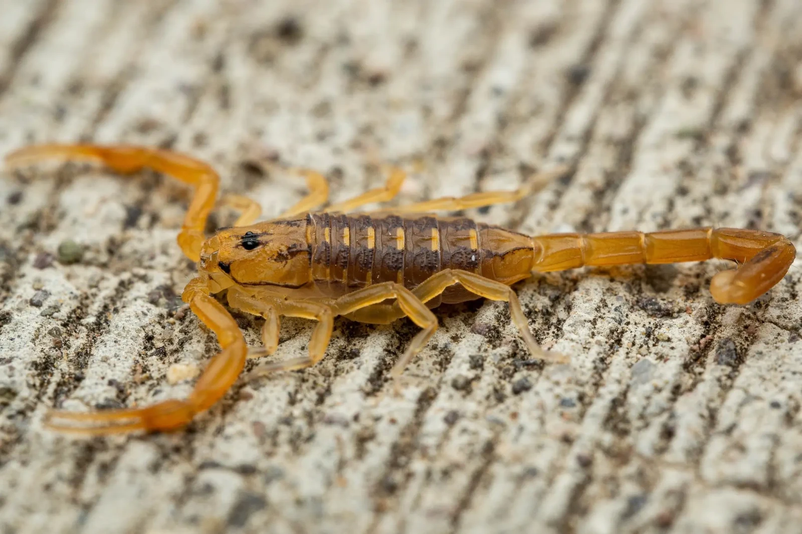 A close up of a scorpion on a rock.