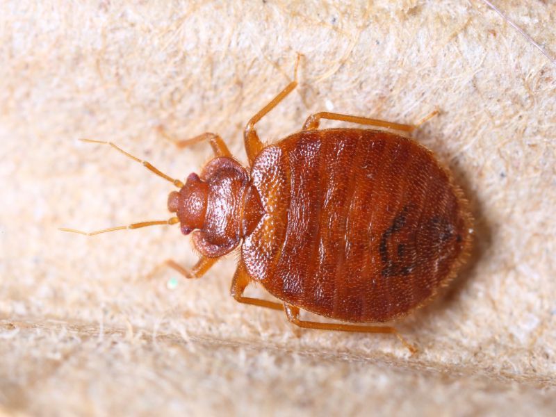 Bed bug crawling on a white mattress.