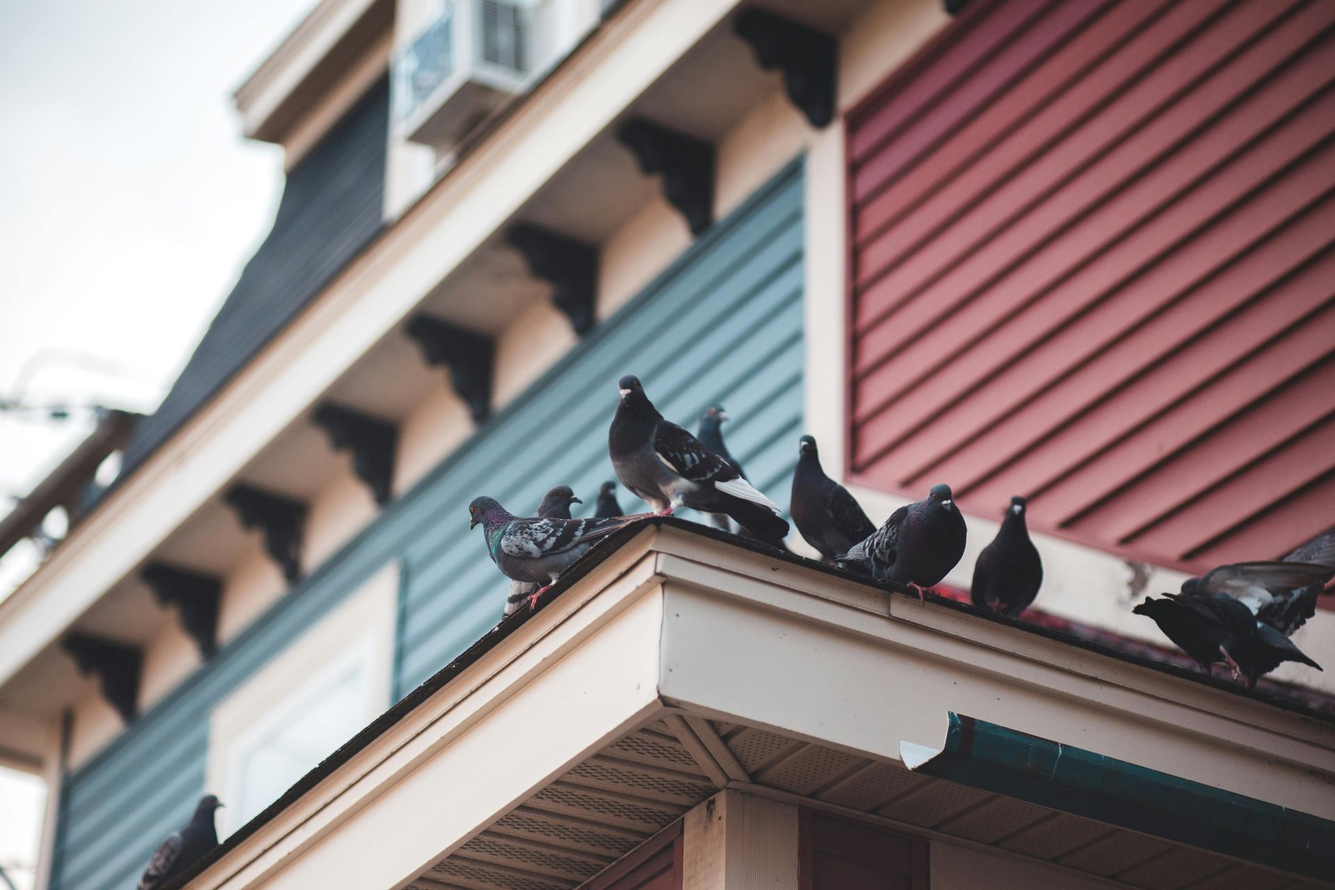 professional bird control services in Mesa