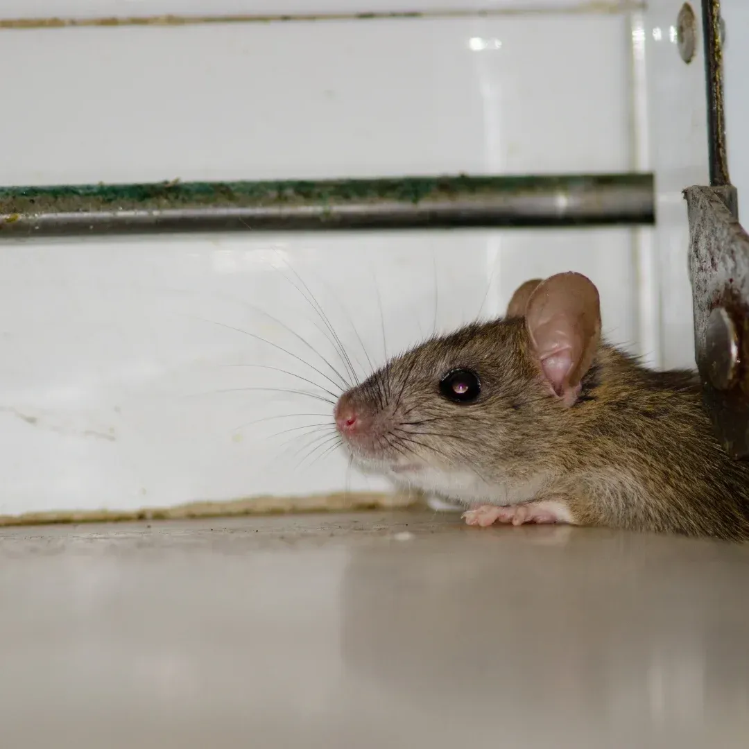 Brown mouse beside a white wall and metal pipe, looking left in a corner