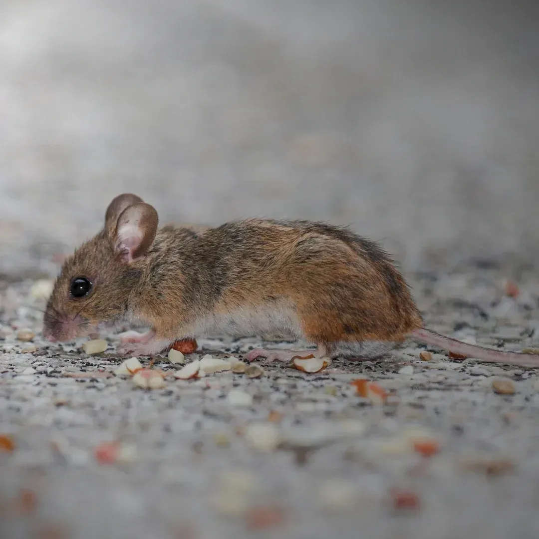 Small brown mouse on a gravel path, sniffing the ground in a blurry outdoor setting