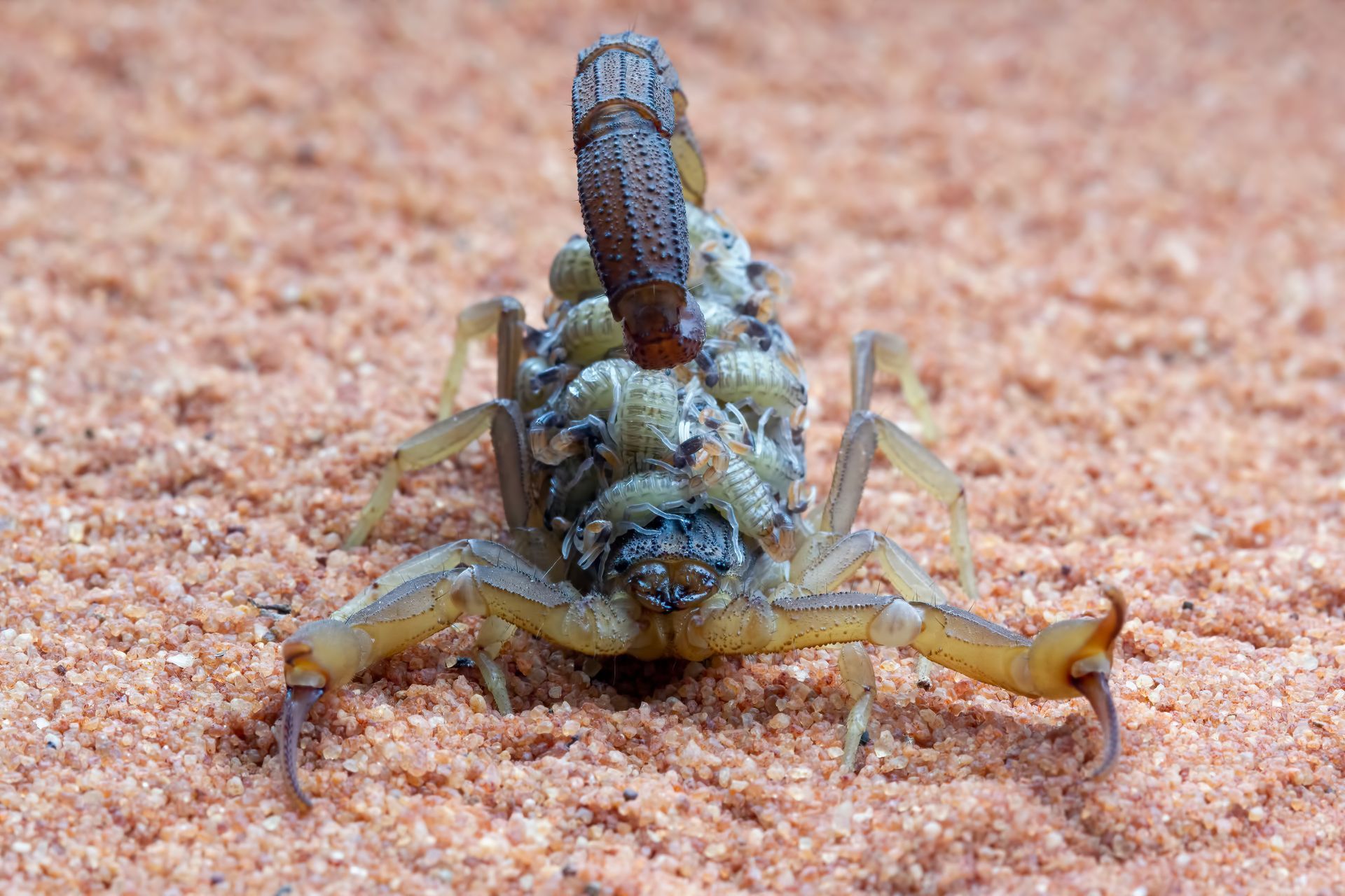 A close up of a scorpion on a rock.