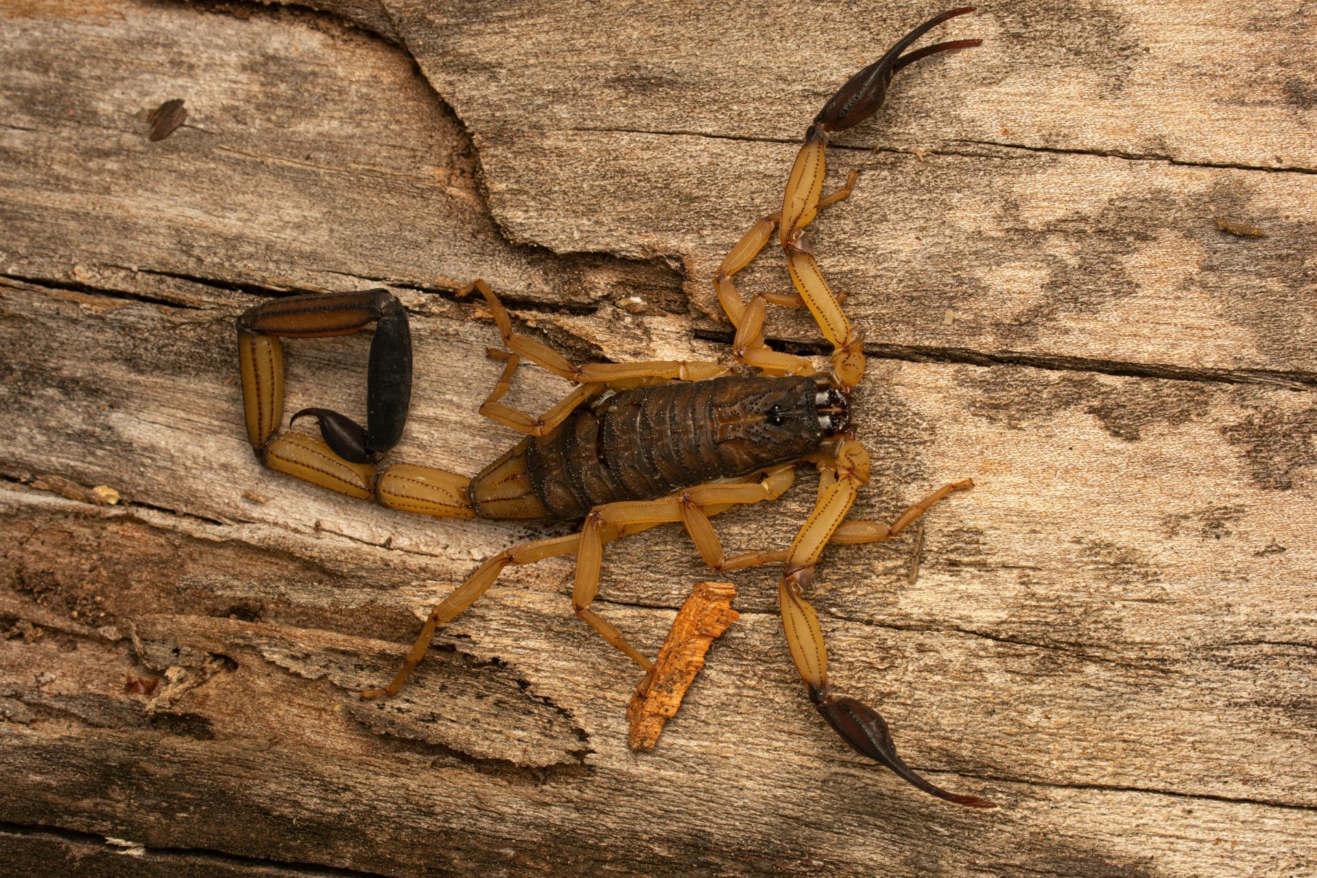 professional scorpion extermination in Mesa