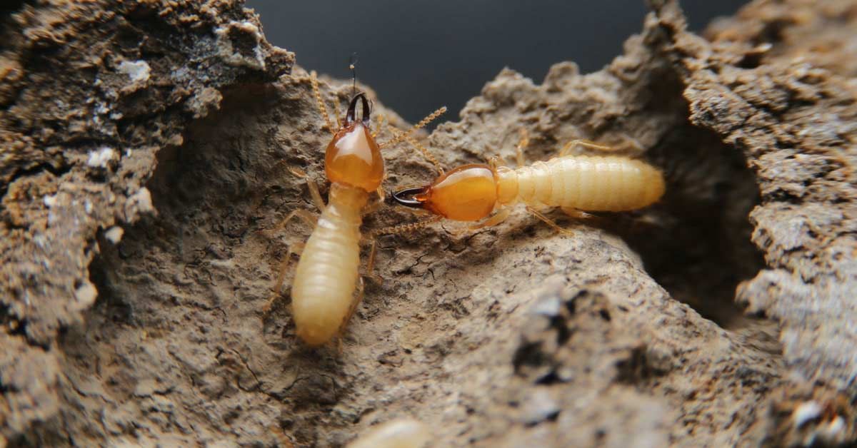 Two termites are crawling out of a hole in the ground.