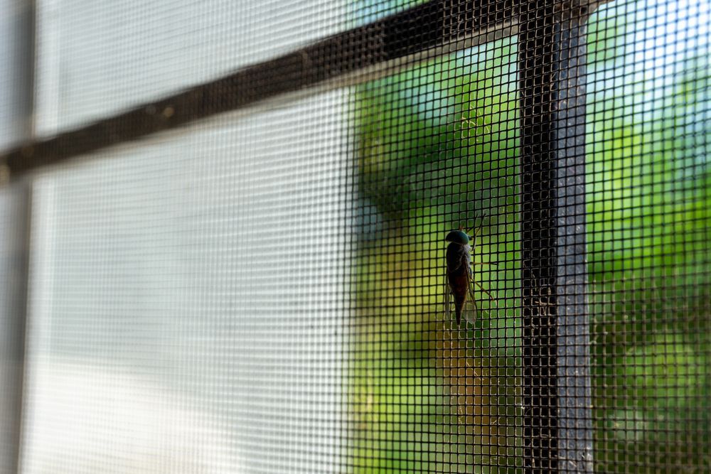 Small Insect on a Window Screen With Green Foliage Blurred — Working Windows in Buderim, QLD