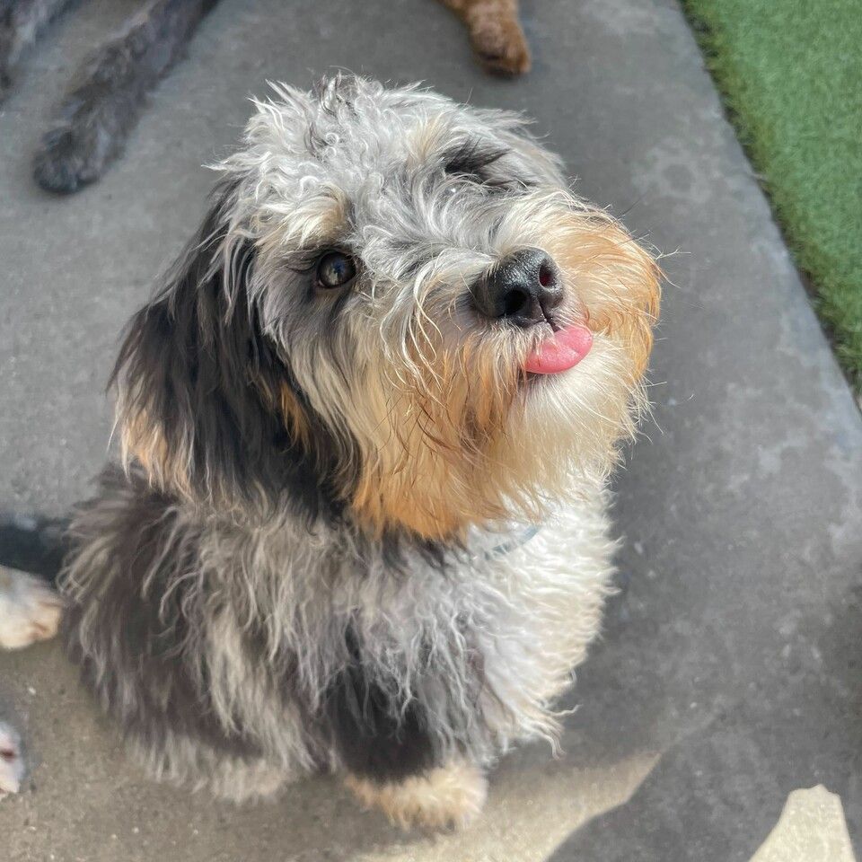 The Ark Pet Spa & Hotel East Brainerd