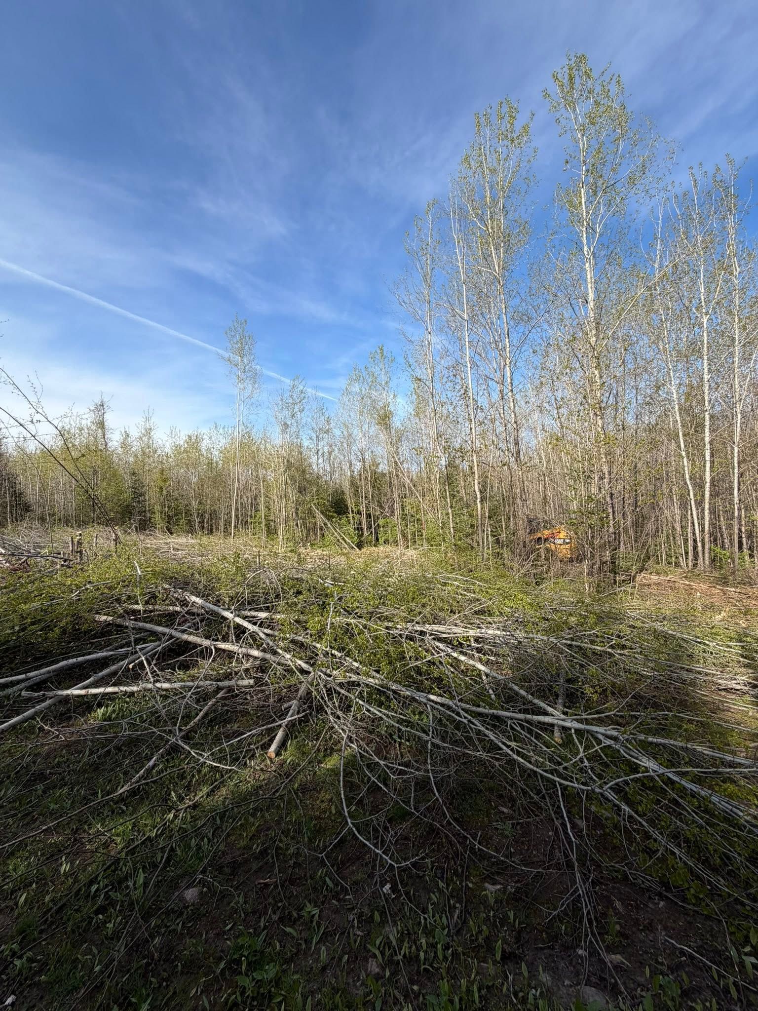 Sparse trees and brush in a wetland under a blue sky, with fallen branches in the foreground