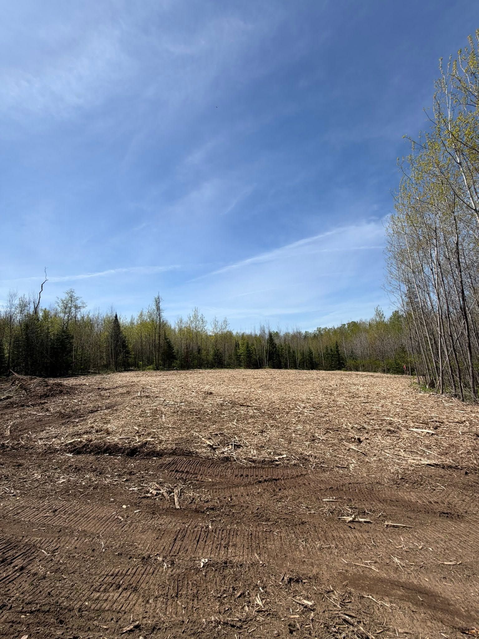 Bare dirt lot with a mound of wood chips, bordered by trees under a blue sky