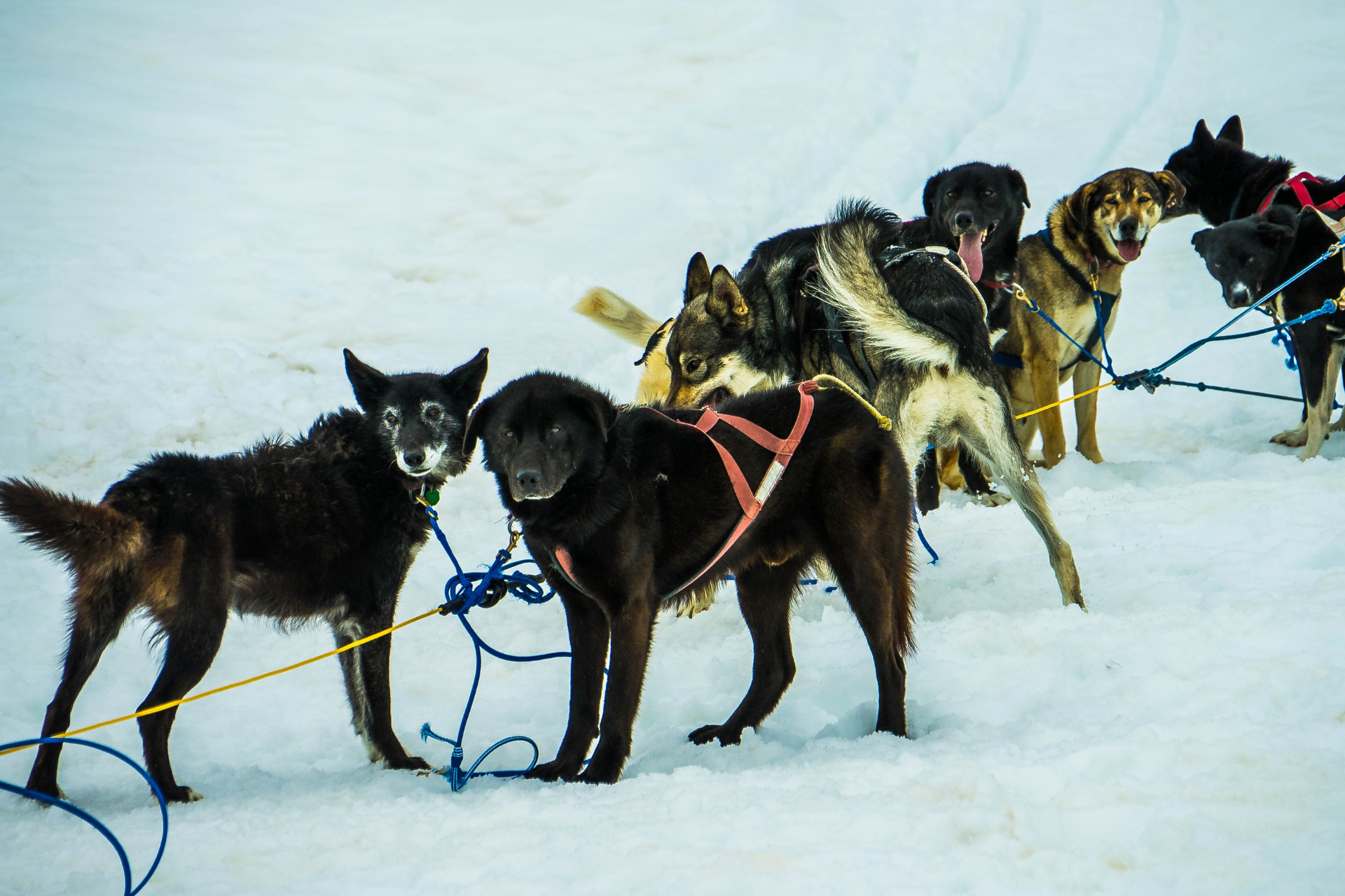 A group of sled dogs are standing in the snow