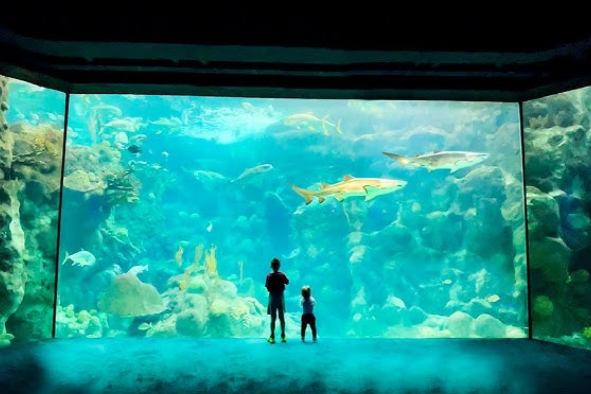 A man and a child are looking at sharks in an aquarium.