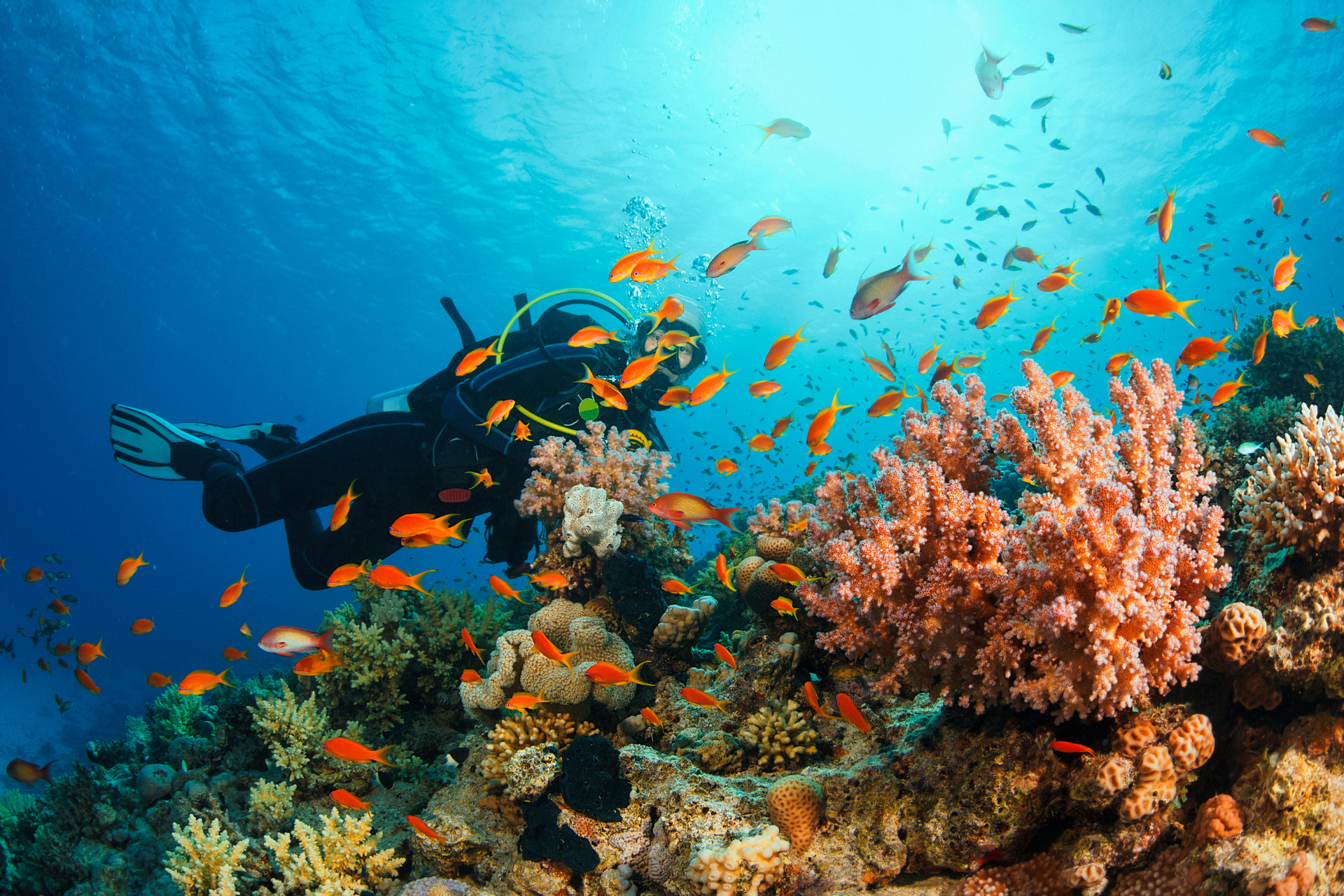 A scuba diver is swimming over a coral reef surrounded by fish.