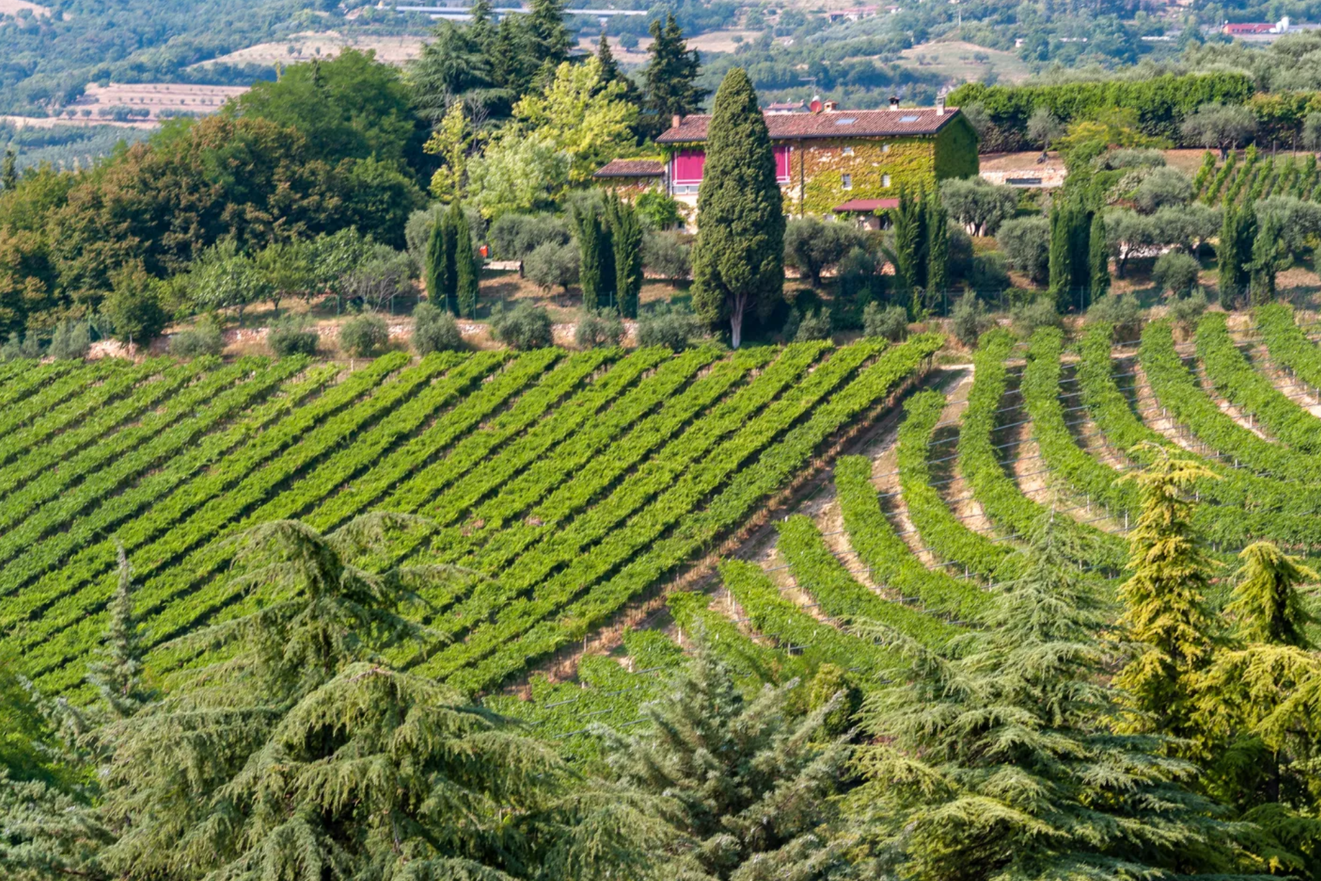A view of a lush green vineyard with a house in the background.