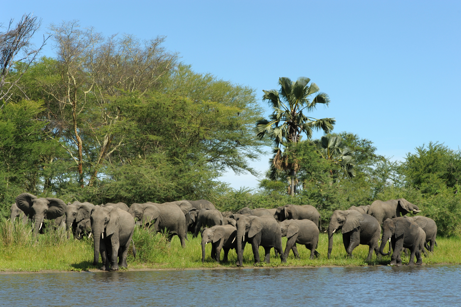 A herd of elephants standing next to a body of water