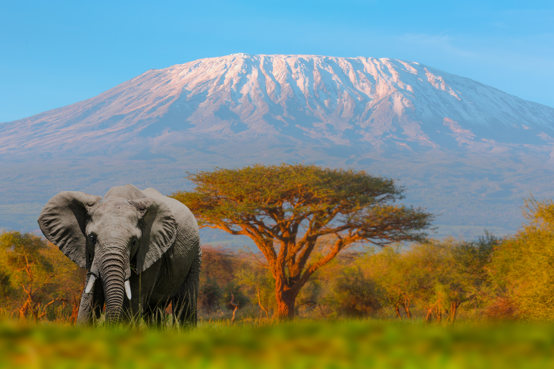 An elephant is standing in a field with a mountain in the background.