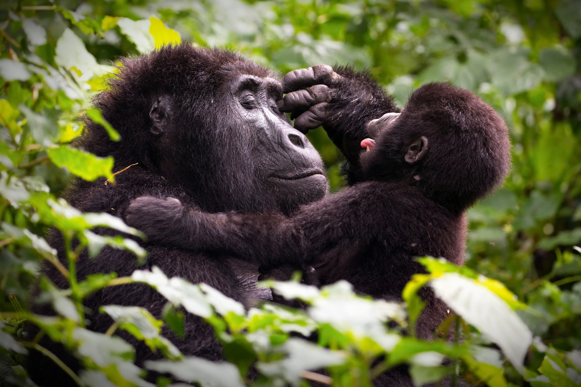 A mother gorilla is holding her baby gorilla in a tree.
