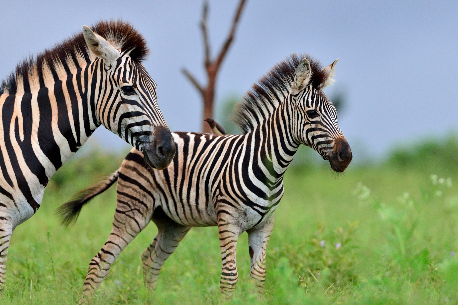 Two zebras standing next to each other in a grassy field