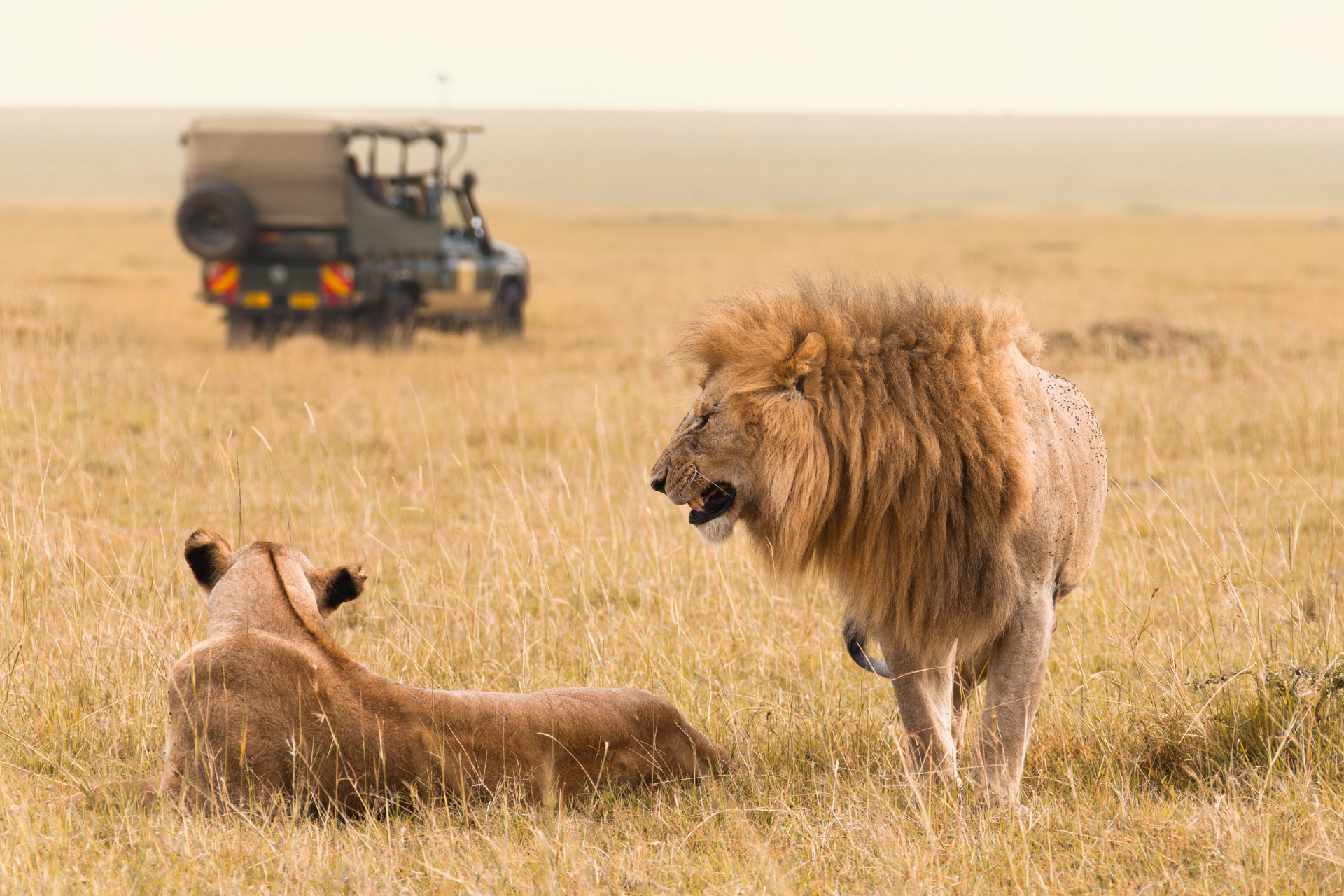 A lion and a lioness are standing in a field with a jeep in the background.