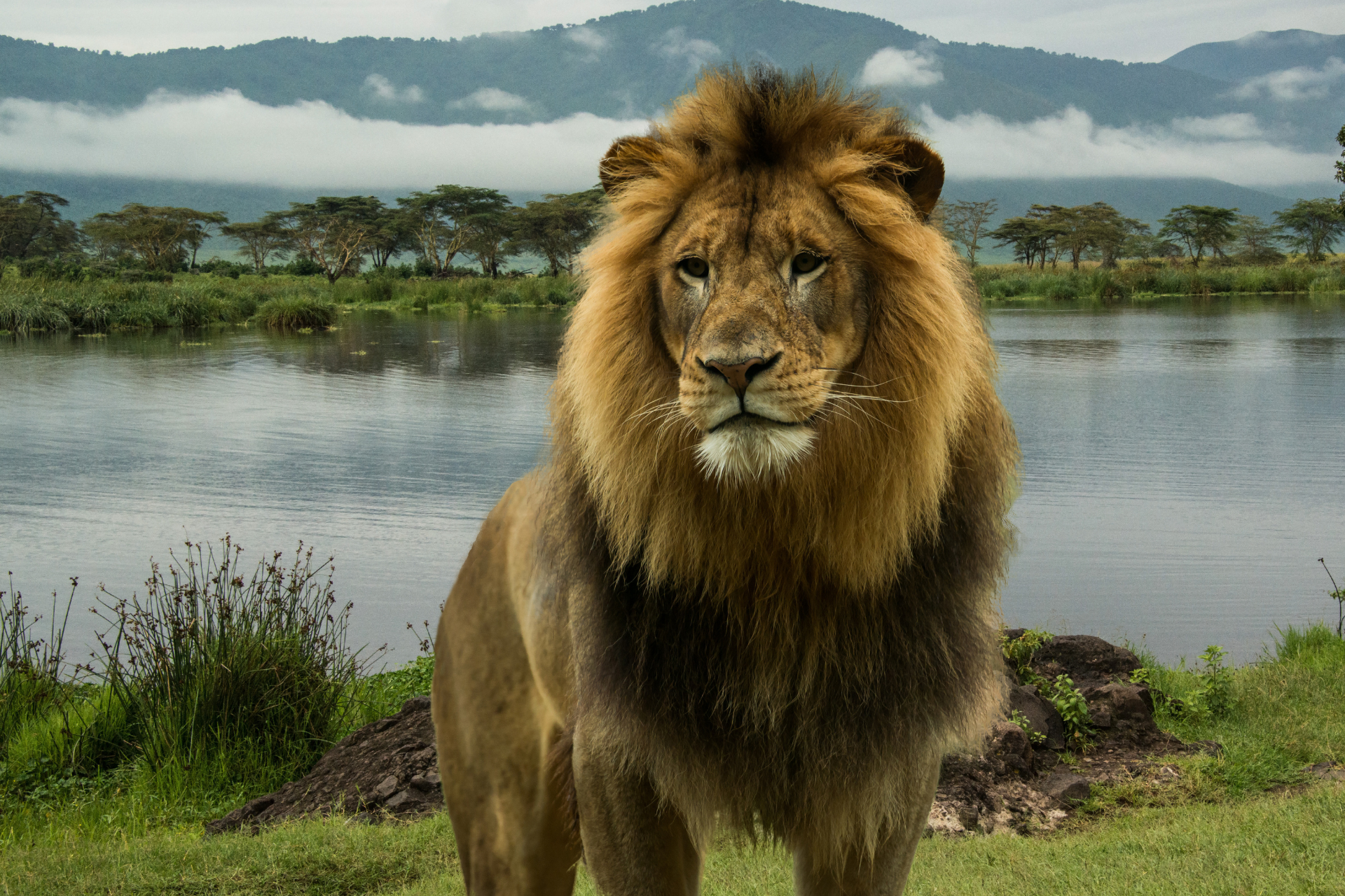 A lion standing in front of a lake with mountains in the background