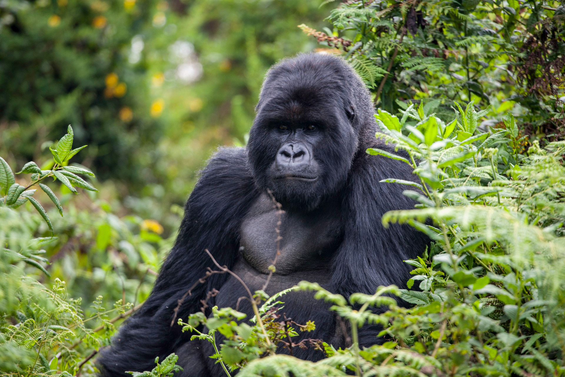 A gorilla is sitting in a lush green forest.