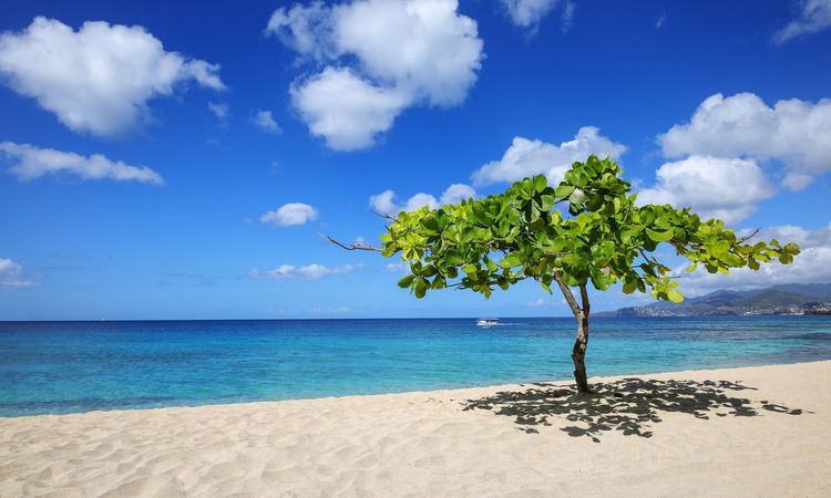 A tree on a beach with the ocean in the background