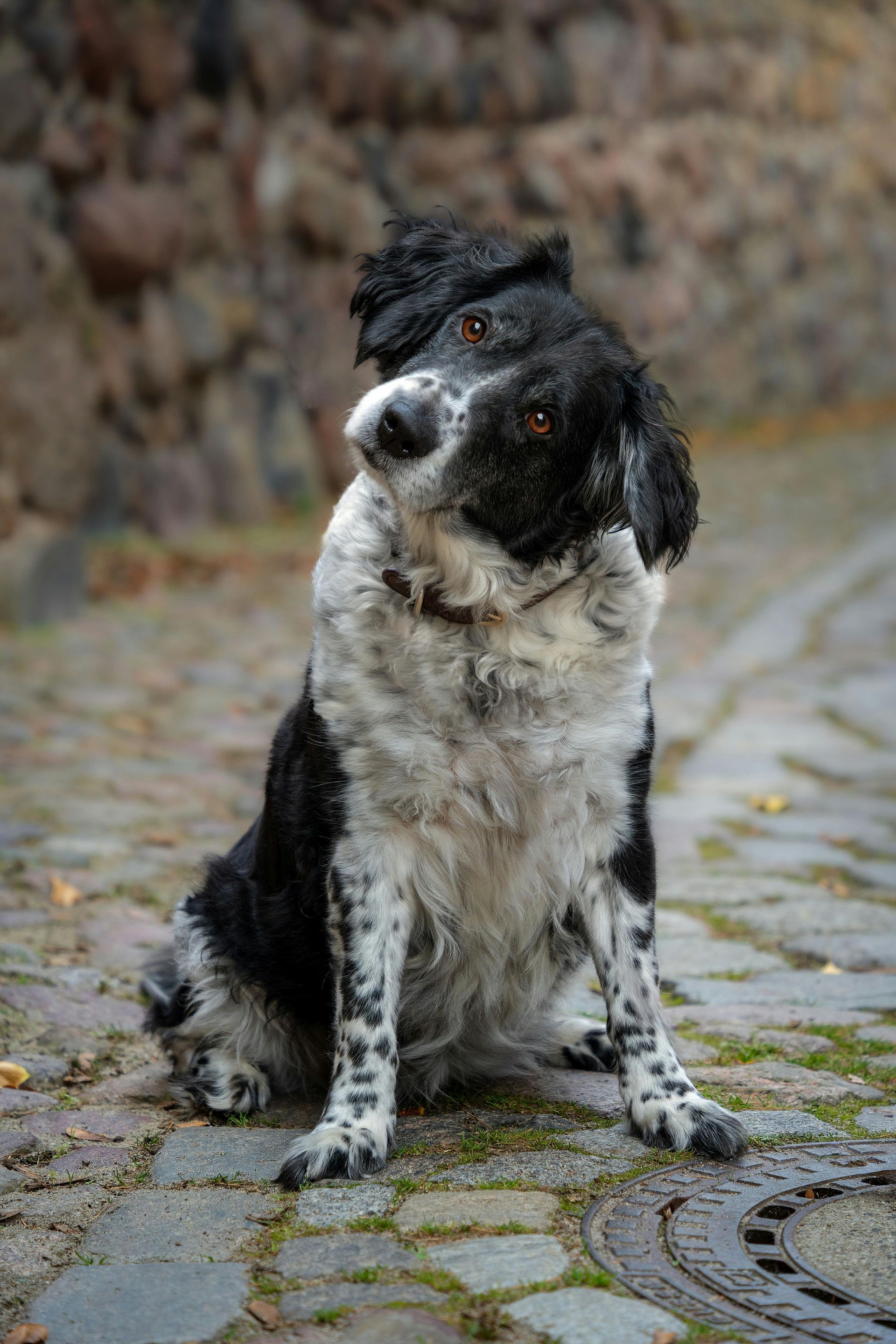 Hond